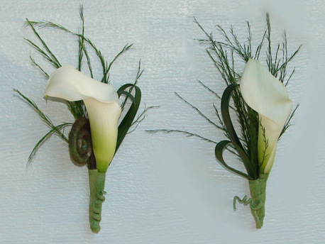 Calla lily with fiddlehead